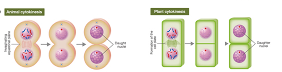 Какие клетки способны к делению. Деление растительной клетки. Деление клеток плакат. Деление растительной клетки - анимация. Деление клетки по цветку жизни.
