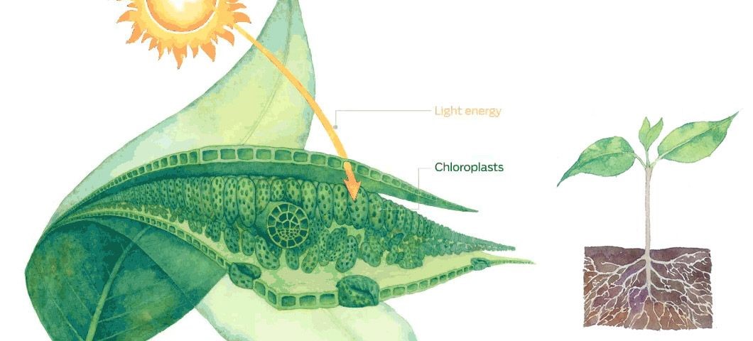 Хлорофиллы поглощают свет. Фотосинтез хлорофилл растений. Хлорофилл фотосинтез. Строение листа фотосинтез. Фотосинтез пигменты фотосинтеза.